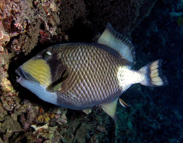 沖縄の魚 名前 Kojirouのブログ