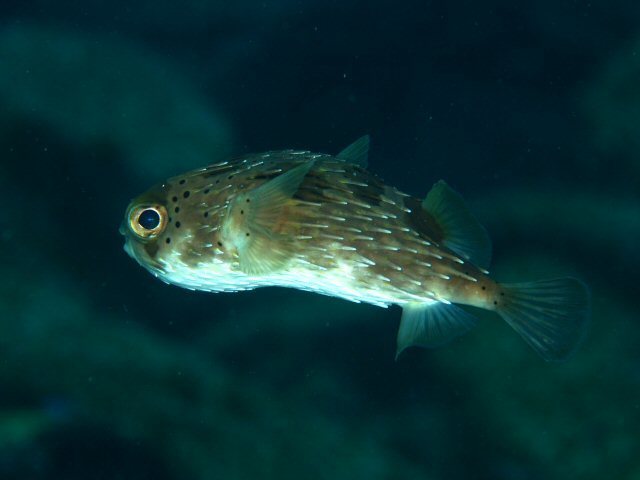 沖縄の魚 名前 Kojirouのブログ