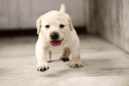(出典 www.min-breeder.com).png
