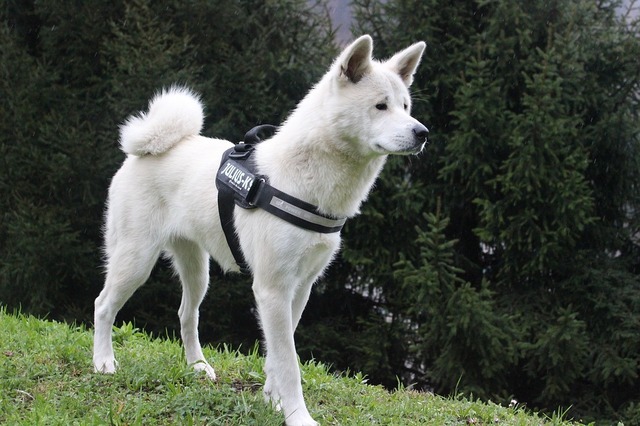 canis-lupus-familiaris-3259667_960_720.jpg