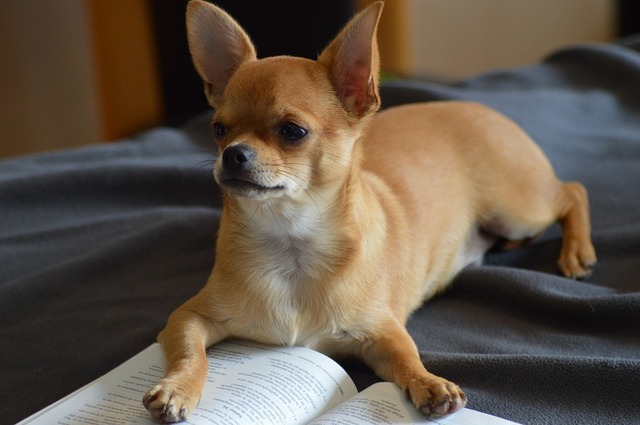 chihuahua-2726117_960_720.jpg