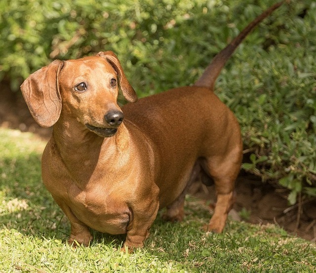 dachshund-2794944_960_720.jpg