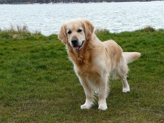 dog-103058_960_720.jpg