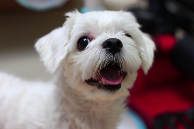 dog-4586316_960_720.jpg