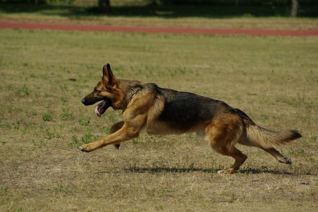 german-shepherd-707063_960_720.jpg