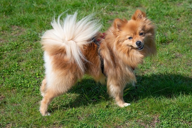 pomeranian-5078159_960_720.jpg