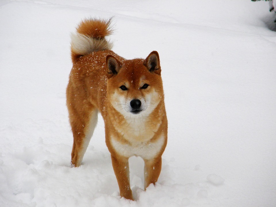 犬の種類を英語では Kojirouのブログ